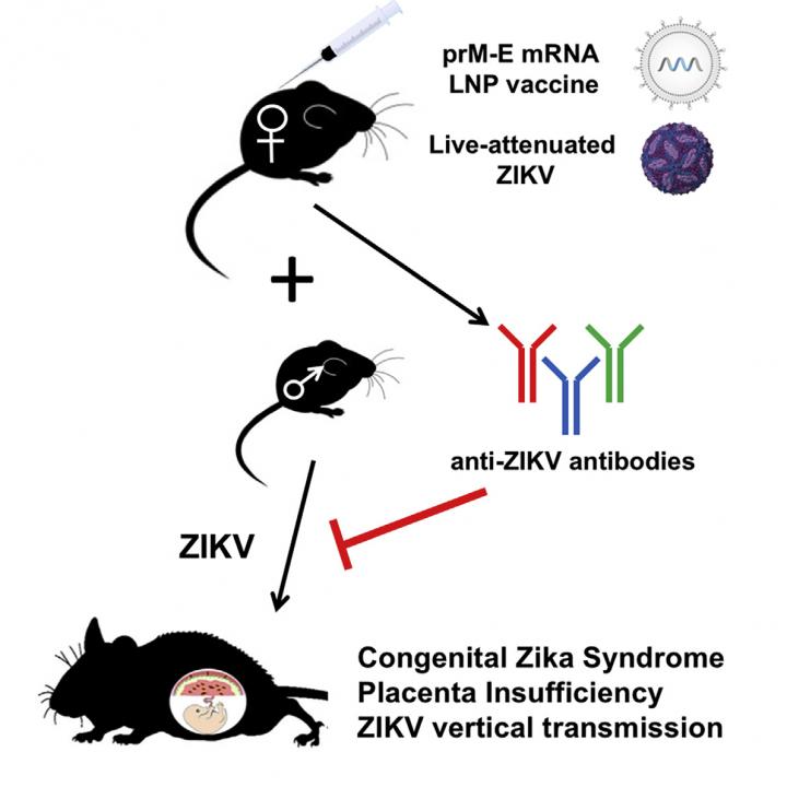 Two vaccines administered to mice prior to Zika challenge and pregnancy induce neutralizing antibodies and restrict in utero virus transmission, placental damage and fetal demise. Image/JM Richner et al./Cell