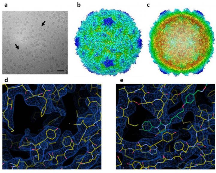 A. VLPs in vitreous ice B. Reconstruction of poliovirus (PV3) C. A central slice through the VLP to show the empty internal surface. D. Resolution of Poliovirus 3 looking at the VP1 protein pocket E. A resolution of the PV3. CREDIT John Innes Centre