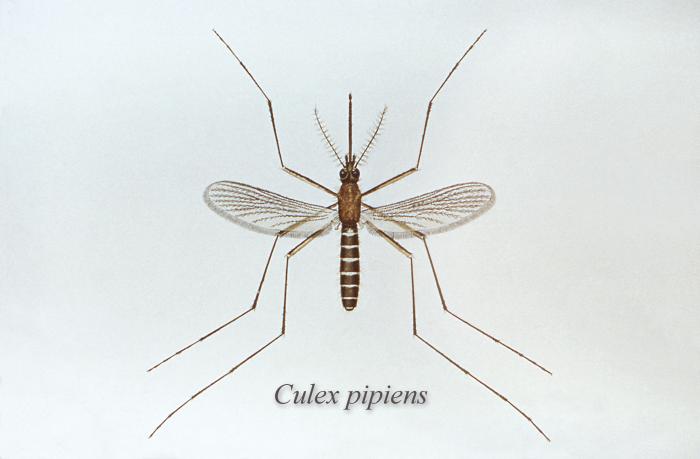 Culex pipiens/CDC