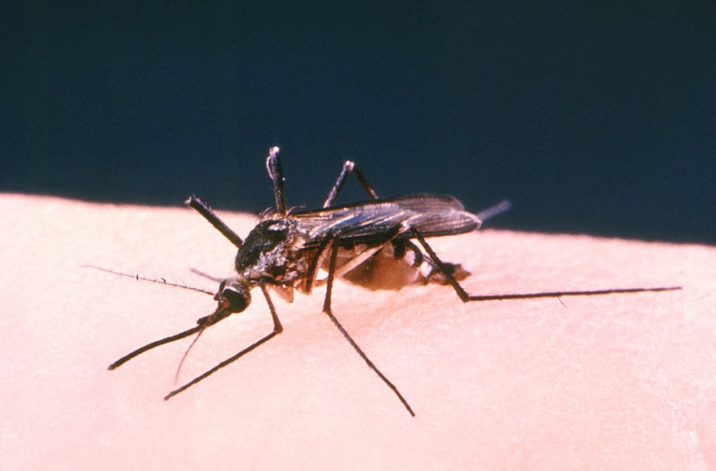 Aedes triseriatus Image/CDC