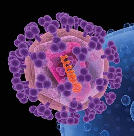 An artist's rendition of HIV (foreground). The knobs (purple) covering the virus are sugar-protein molecules, including gp120, that shield the rest of the virus (pink). Image/National Cancer Institute