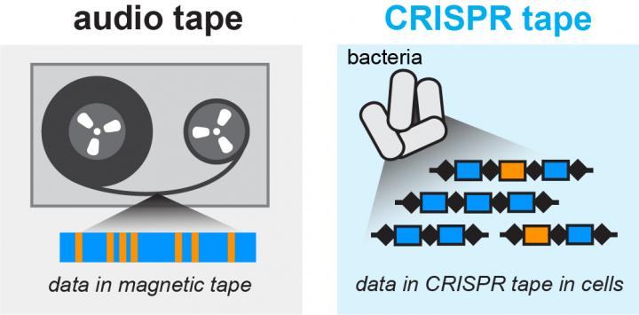 Audio signals can be stored in a magnetic tape medium; similarly the microscopic data recorder stores biological signals into a CRISPR tape in bacteria. Image/Wang Lab/Columbia University Medical Center