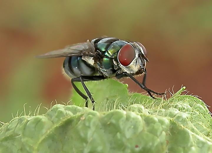 A study initiated at Penn State's Eberly College of Science adds further proof to the suspicion that houseflies and blowflies carry and spread a variety of species of bacteria that are harmful to humans. The high number of bristles on the fly body gives bacteria lots of places to attach and be transported from one location to another. Image/Ana Junqueira and Stephan Schuster