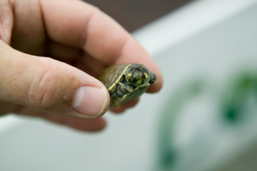 Man holding small tortoise, close-up/CDC