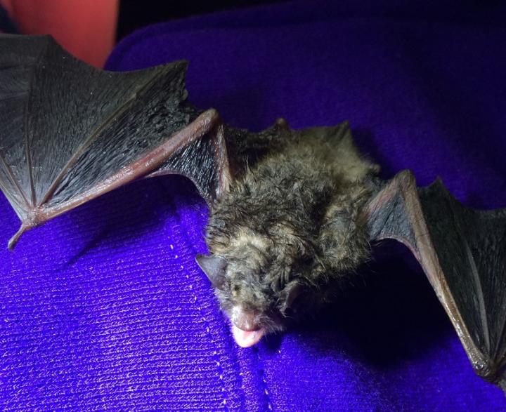 Scientists with the USDA Forest Service and the University of New Hampshire have found what may be an Achilles' heel in the fungus that causes white-nose syndrome: UV-light. White-nose syndrome has killed millions of bats in North America over the past decade. Image/Daniel Lindner, USDA Forest Service