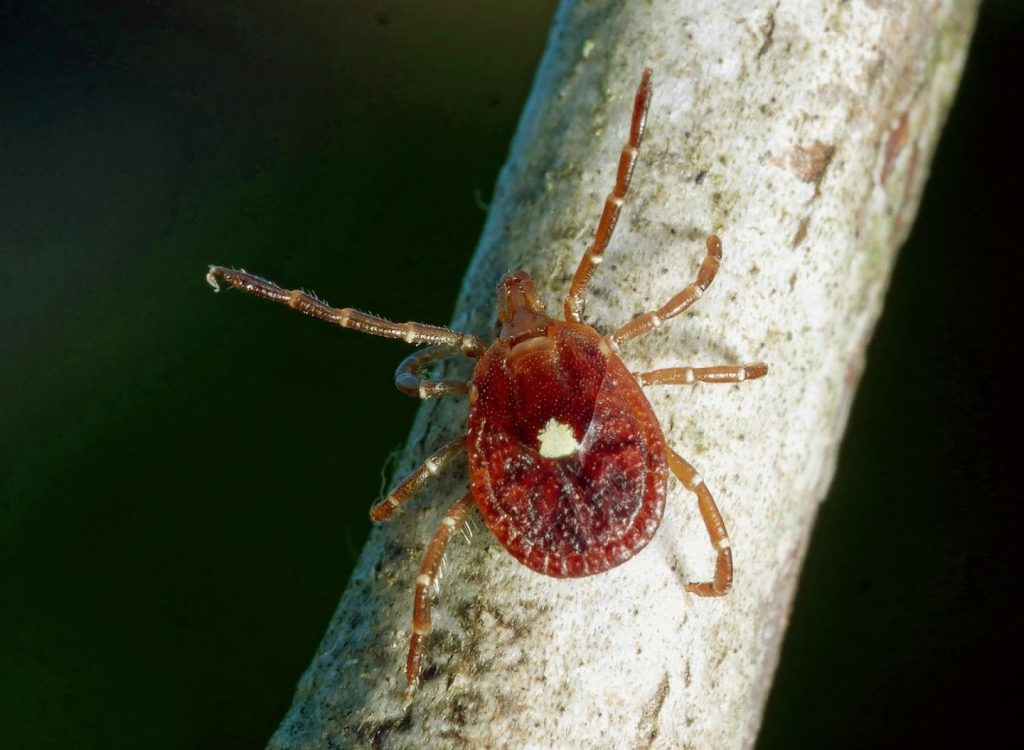 The lone star tick (Amblyomma americanum) has at times been presumed to be a vector of Borrelia burgdorferi, the bacteria that causes Lyme disease in humans. A new review of three decades' worth of research, however, concludes otherwise: While lone star ticks are guilty of transmitting bacteria that cause several human illnesses, the scientific evidence says Lyme disease is not one of them. Image/Graham J. Hickling, Ph.D., University of Tennessee