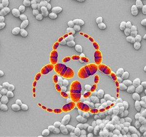 The appearance of a botulinum-like toxin in Enterococcus -- a ubiquitous bacterium and an emerging cause of multidrug-resistant infections -- is raising scientific concern. Image/Francois Lebreton, Daria Van Tyne and Ann Tisdale, Massachusetts Eye and Ear