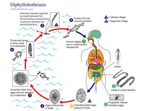 Diphyllobothrium Life cycle/CDC