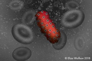 This is an abstract image of African Salmonella expressing PgtE in the bloodstream. Image/Eliza Wolfson