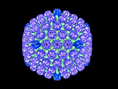 The herpes simplex virus-1, which causes most cases of ocular herpes. Bernard Heymann, Ph.D., NIAMS Laboratory of Structural Biology Research