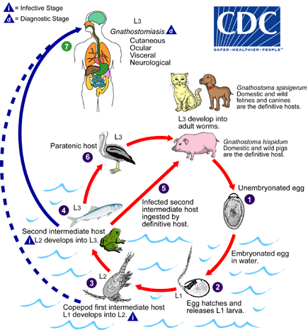 Gnathostoma Life Cycle/CDC