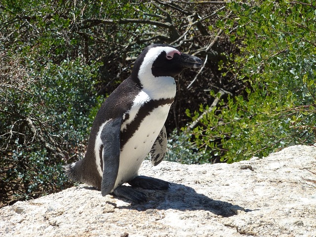 African penguin Image/holmespj via pixabay