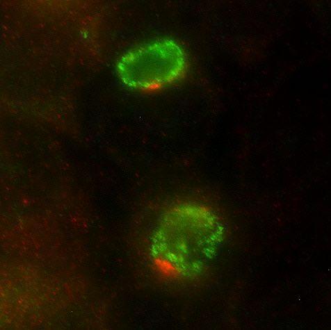 Chlamydia trachomatis inclusion showing recruitment of the inositol 1,4,5-trisphosphate receptor type 3 to microdomains on the inclusion membrane (red). Chlamydia are counterstained in green. Image/Nguyen PH, et al. 