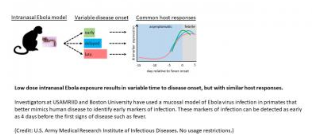 Investigators at USAMRIID and Boston University have used a model of Ebola virus infection in primates that better mimics human disease to identify early markers of infection. These markers of infection can be detected as early as 4 days before the first signs of disease such as fever. Image/USAMRIID