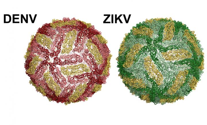 A Dengue virus particle on the left. Zika on the right. Image/UNC School of Medicine