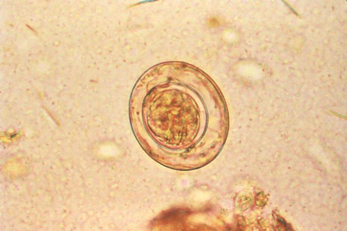Hymenolepsis nana/CDC