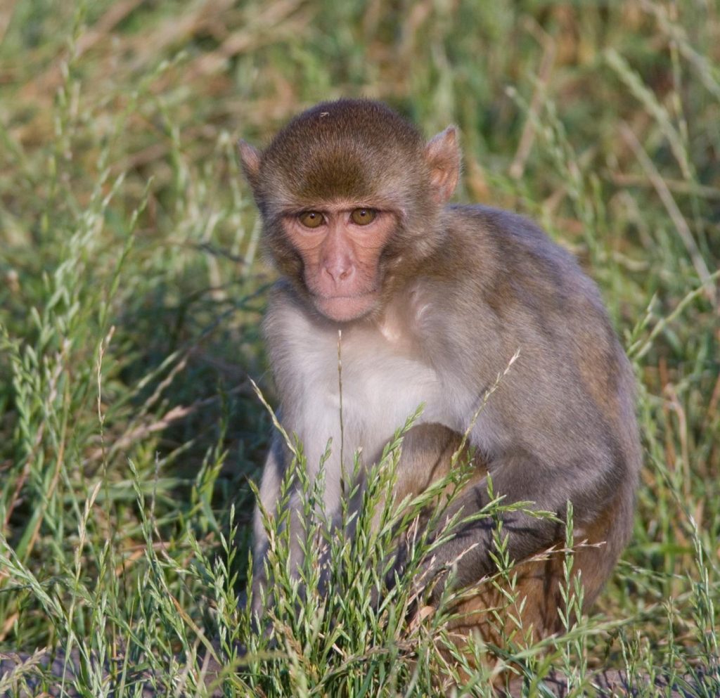 Macaque monkeys were one of the nonhuman primate animal models used in the Zika study. Image/Wisconsin National Primate Research Center