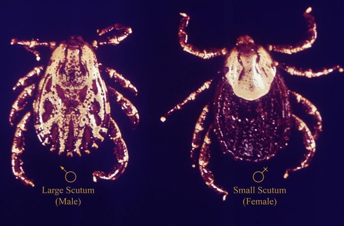 These are two Ixodidae “American dog ticks”, Dermacentor variabilis, male is on the left, female is on the right. Image/CDC