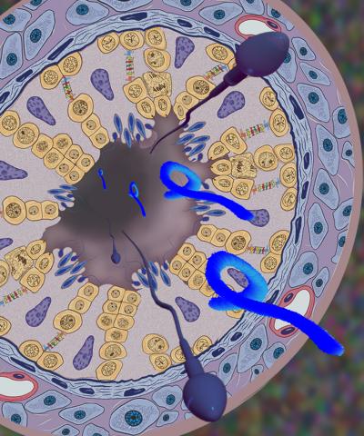Illustration shows Marburg virus particles (in blue) and sperm originating from the seminiferous tubule, a site of immune privilege and sperm production in the testes, of a monkey that survived Marburg virus infection. Image/William Discher, U.S. Army Medical Research Institute of Infectious Diseases