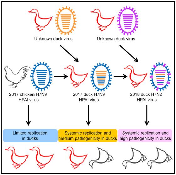 The image shows a graphical abstract: H7N9 highly pathogenic avian influenza viruses emerged in China in 2017, prompting vaccination in poultry. Shi et al. examine H7N9 viruses across China before and after vaccination, revealing rapid evolution into subtypes and genotypes. Although vaccination reduced infections, some H7N9 and H7N2 viruses exhibit heightened virulence and expansion to ducks. Image/Chen et al. / Cell Host & Microbe 2018