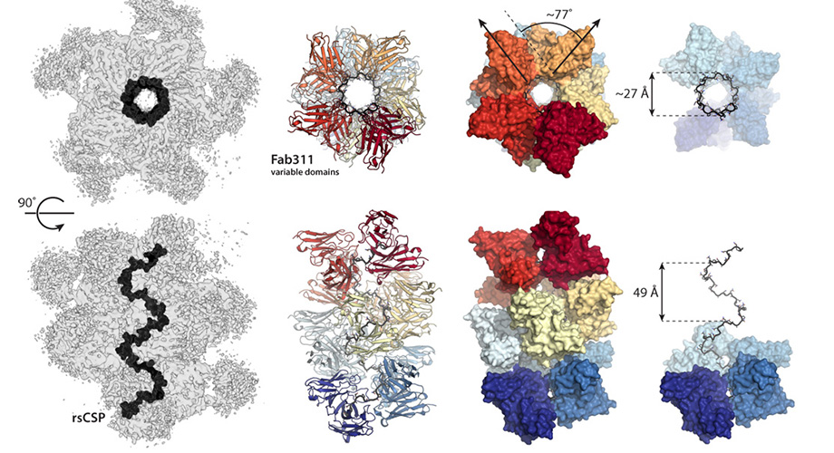 These figures from the new Science Advances paper show how antibodies link together to lock malaria's circumsporozoite protein into a spiral conformation. (Wilson/Ward labs, Scripps Research)