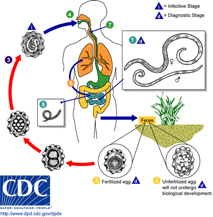 Az Ascaris lárva fejlődik, Orsóférges fertőzés – Wikipédia