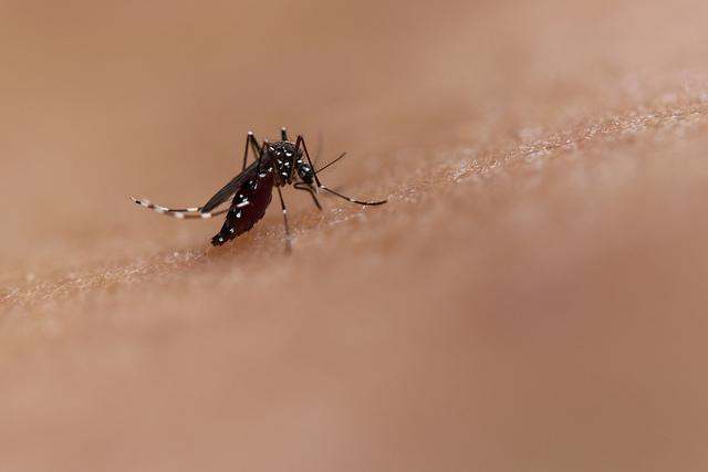 Bite by an Aedes mosquito. This species transmits dengue and Zika. Image/NIAID