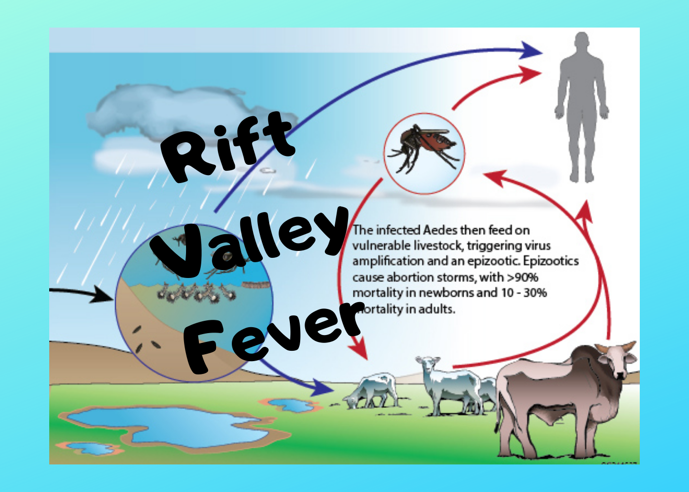 Mauritania Rift Valley fever outbreak update - Outbreak News Today