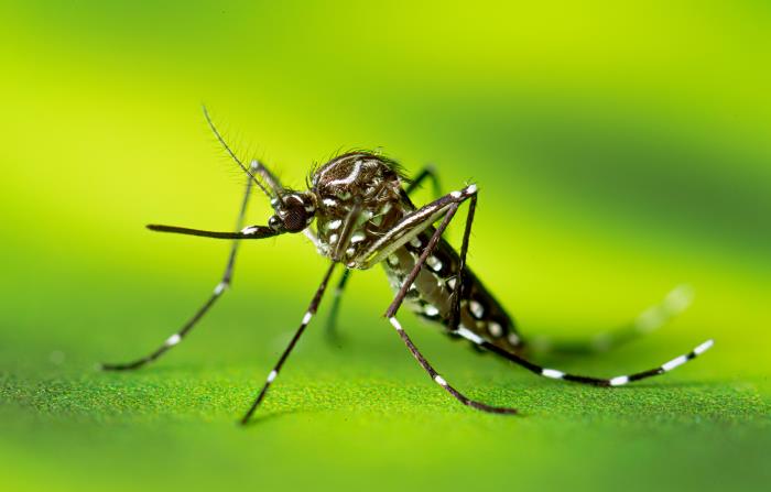 Bolivia dengue outbreak tops 2500