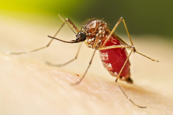 Bolivia dengue cases top 1,000, Santa Cruz reports most cases