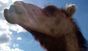 Dromedary camel Image/Video Screen Shot