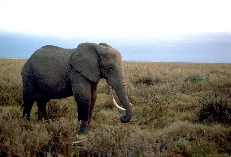 African elephant Image/Gary M. Stolz, U.S. Fish and Wildlife Service