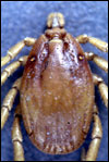 Hyalomma tick Image/ CDC