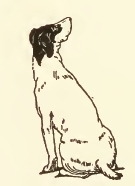 Public domain dog drawing