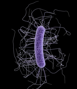 Clostridium difficile Image/CDC