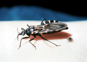 The Triatoma or “kissing” bug. Image/CDC
