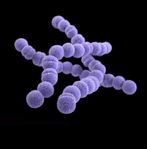 Group-A Streptococcus (GAS)/CDC