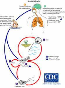 Naegleria fowleri Life Cycle/CDC
