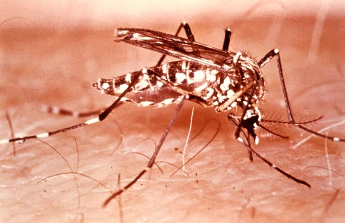 Бразилия: по состоянию на апрель в Эспириту-Санту было зарегистрировано почти 83 000 случаев лихорадки денге.