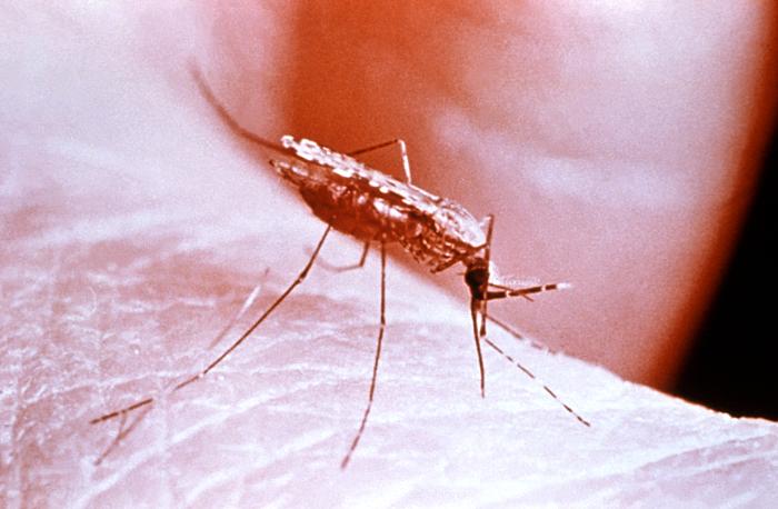 Anopheles gambiae mosquito Image/CDC