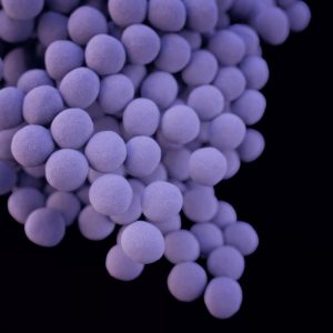 Staphylococcus aureus Image/CDC