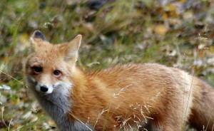 Red fox Image/Laubenstein Ronald, U.S. Fish and Wildlife Service
