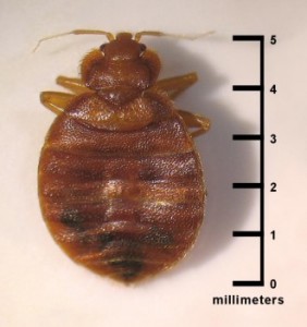 Cimex lectularius bed bug/CDC