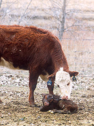 Cow and calf Image/Agricultural Research Services