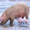 Pig and piglet