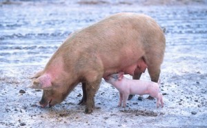 Pig and piglet