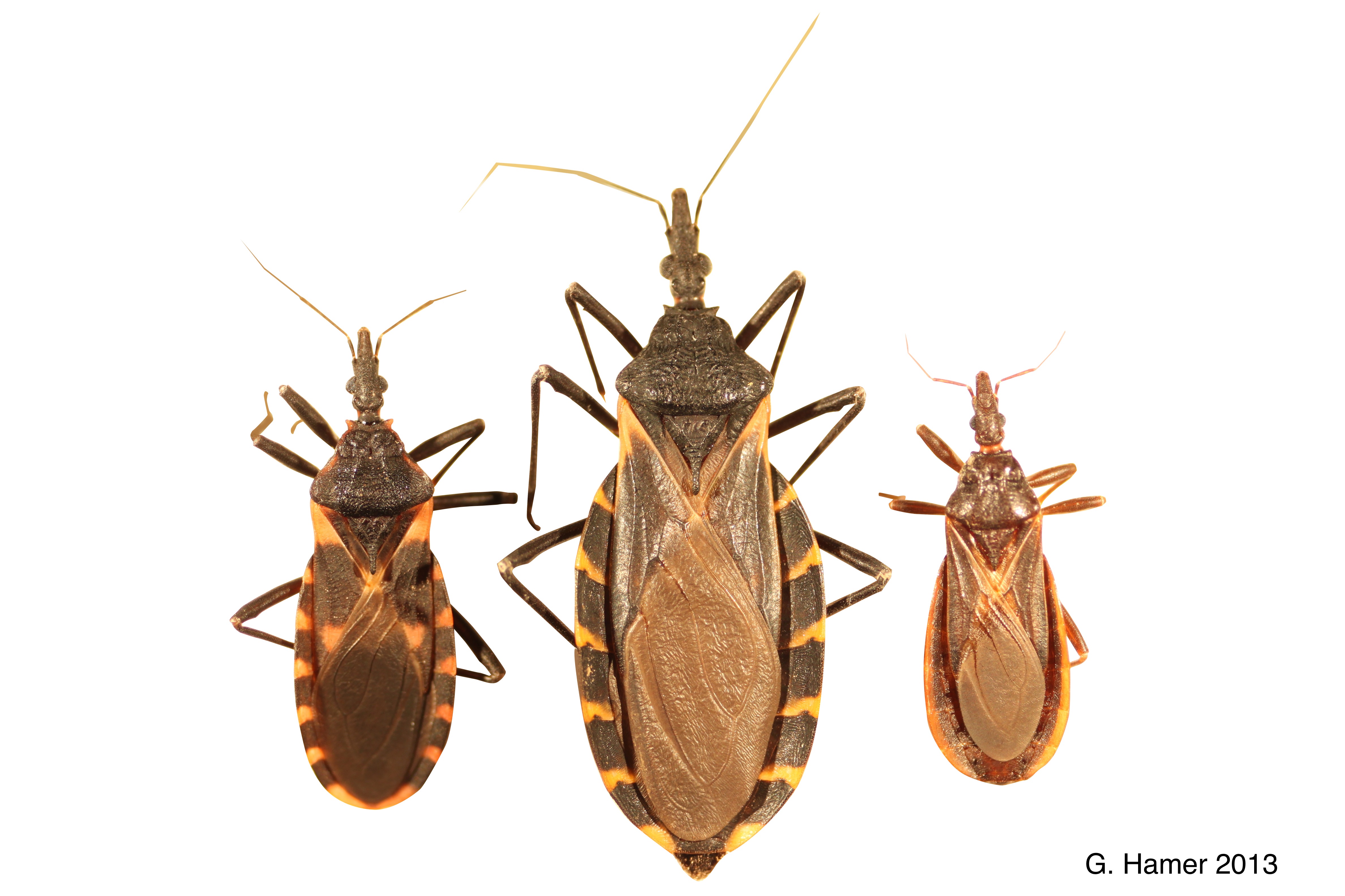 Bolivia: Of every 10 pregnant women, 2 test positive for Chagas in Tarija