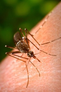Aedes aegypti/CDC