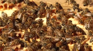 13 lactic acid bacteria found in the honey stomach of bees have shown promising results in a series of studies at Lund University in Sweden Image/Video Screen Shot