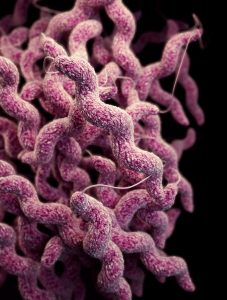 Campylobacter Image/CDC